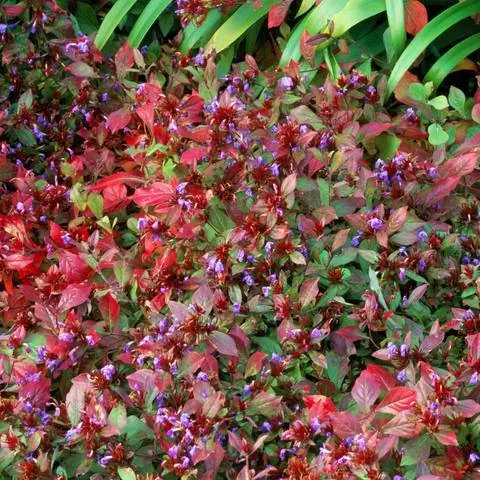 Осенние краски Ceratostigma plumbaginoides
