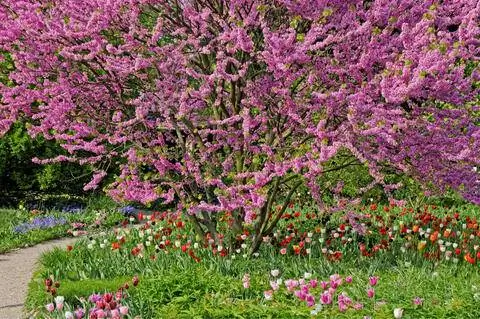 Дерево Иуды обыкновенное (Cercis siliquastrum)