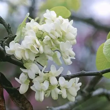 Cercis siliquastrum 'Alba'