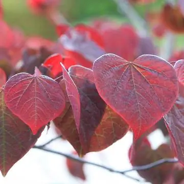 Cercis canadensis 'Лесные анютины глазки'