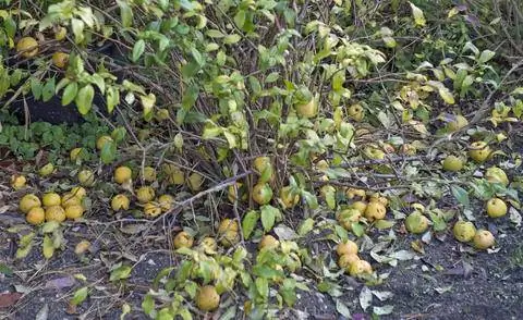 Плоды японской айвы (Chaenomeles japonica)