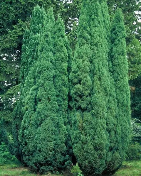 Chamaecyparis lawsoniana 'Ellwoodii' Chamaecyparis lawsoniana 'Ellwoodii'
