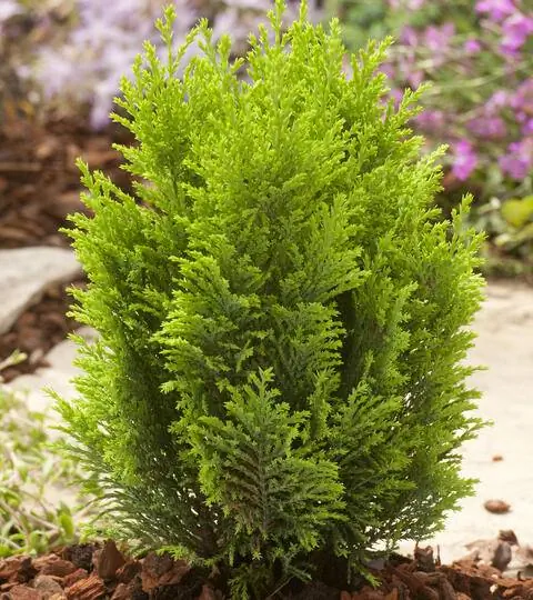 Chamaecyparis lawsoniana 'Ellwood's Gold' Chamaecyparis lawsoniana 'Ellwood's Gold'