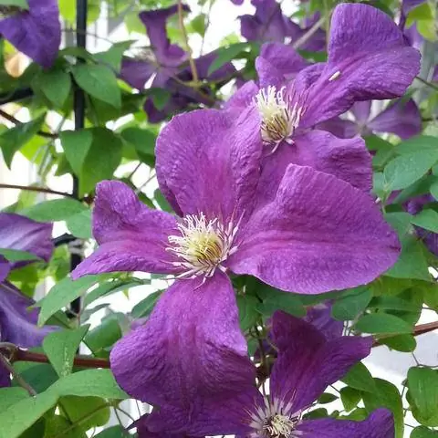 Clematis viticella цветет с июня по сентябрь.