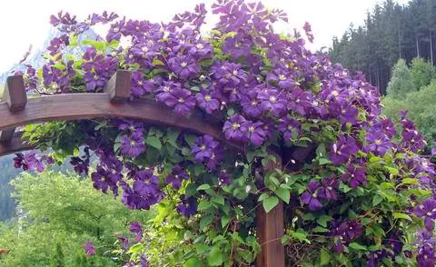Клематис витичелла 'Etoile Violette'