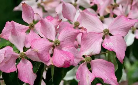 Cornus kousa 'Сатоми'