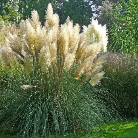 Пампасная трава Cortaderia Selloana