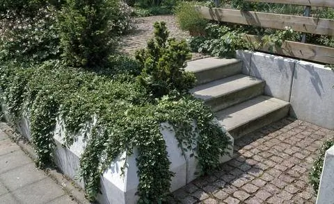 Мушмула ползучая на бетонной лестнице