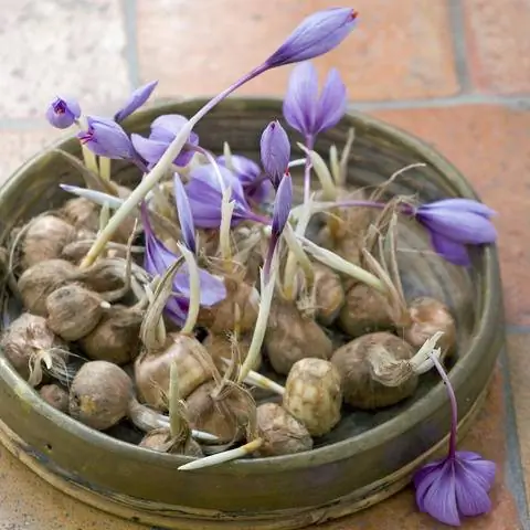 Клубни крокуса шафрана
