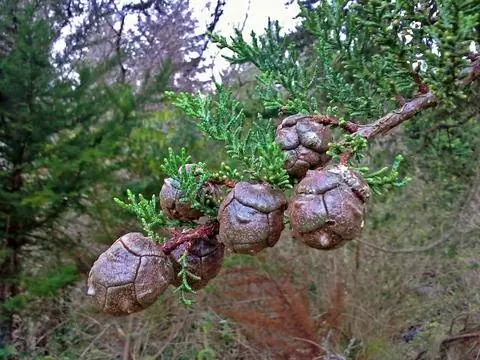 Шишки кипариса Лейланда Шишки кипариса Лейланда