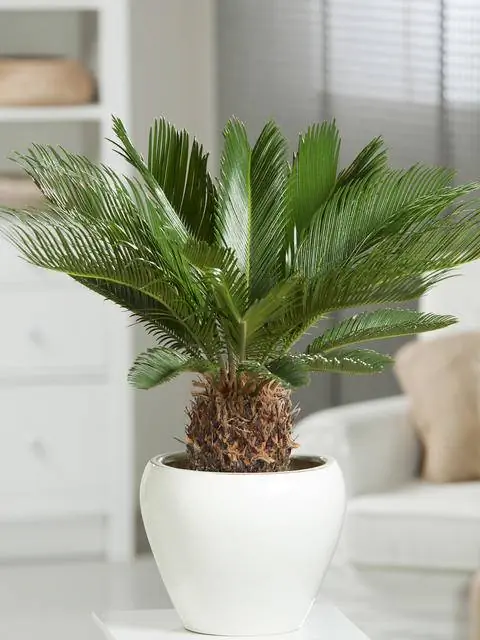 Саговник японский (Cycas revoluta)