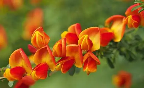 Cytisus scoparius 'Лена'