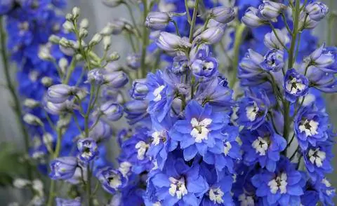 Цветы гибрида Delphinium Elatum 'Blue Nile'