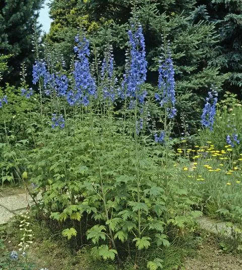 Гибриды Delphinium elatum в клумбе