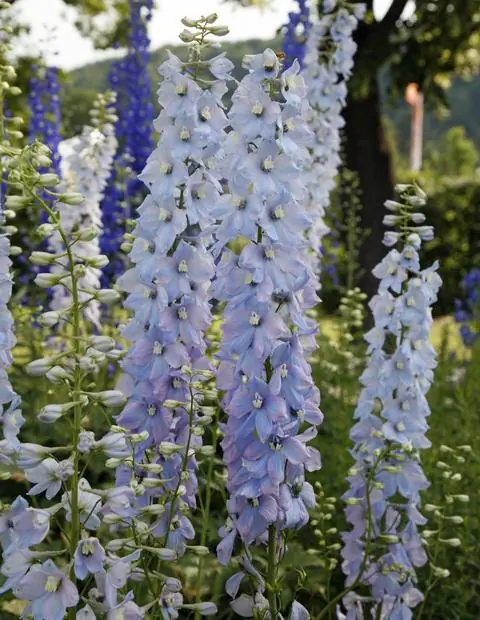 Delphinium Elatum Hybrid 'Eye Candy'