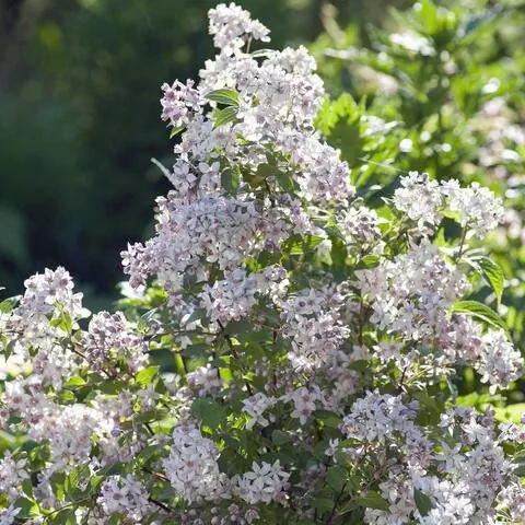 Цветы розы Deutzia (Deutzia x hybrida ‘Mont Rose’)
