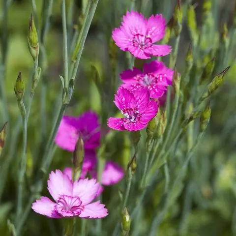 Роза розовая Dianthus deltoides 'Roseus' Роза розовая Dianthus deltoides 'Roseus'