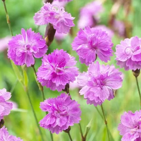 Гвоздика многоцветковая 'Pink Jewel'