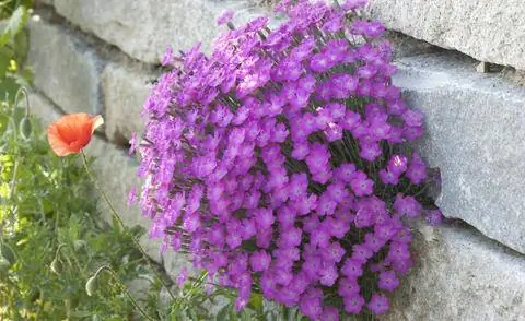 Сухая каменная стена, засаженная гвоздикой
