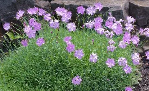 Пернатые гвоздики (Dianthus plumarius)