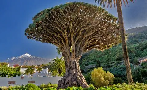 Драконово дерево (Dracaena draco) на Тенерифе