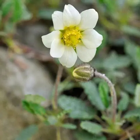 цветущие садовые авены Dryas x suendermannii цветущие садовые авены Dryas x suendermannii