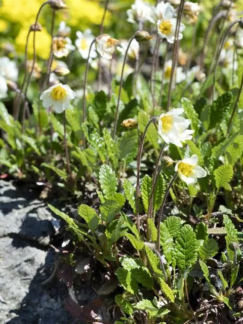Авен садовый (Dryas x suendermannii) в альпинарии Авен садовый (Dryas x suendermannii) в альпинарии