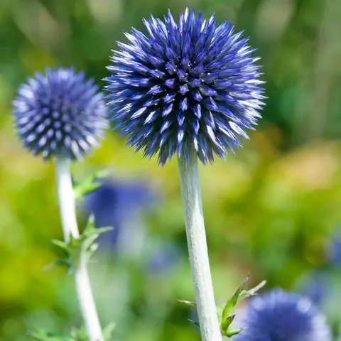 Чертополох шаровидный Echinops 'Veitch's Blue'