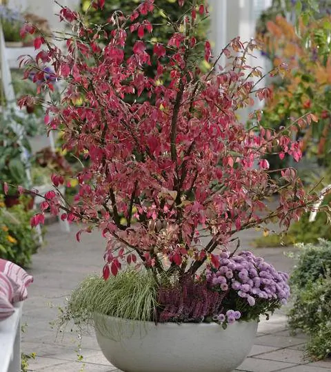 Euonymus alatus 'Compactus' в горшке