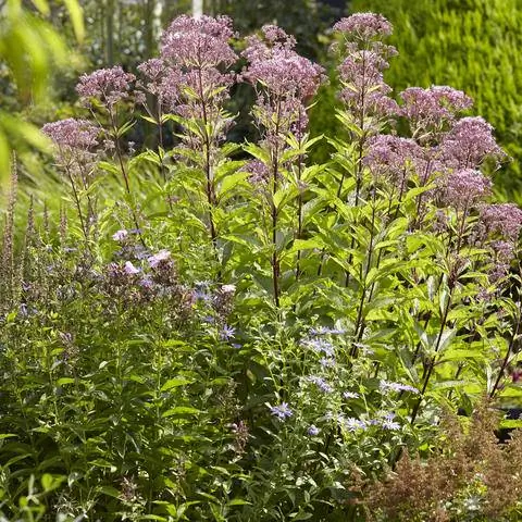 Водяной нарцисс, водяная конопля, кунигунденкраут