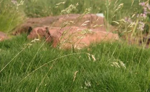 Festuca gautieri 'Пик Карлит'