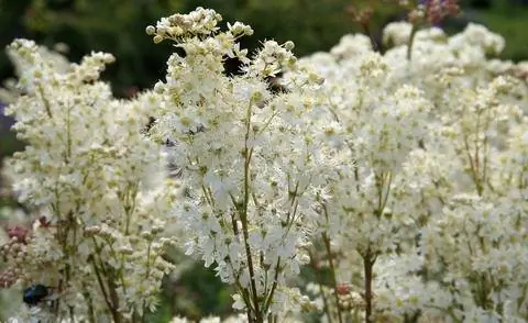 Таволга вязолистная (Filipendula ulmaria)
