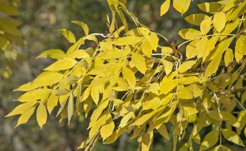 Fraxinus excelsior 'Jaspidea'