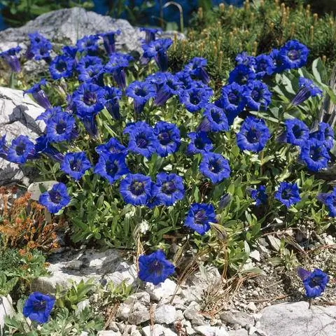 Цветы Gentiana acaulis 'Angustifolia'
