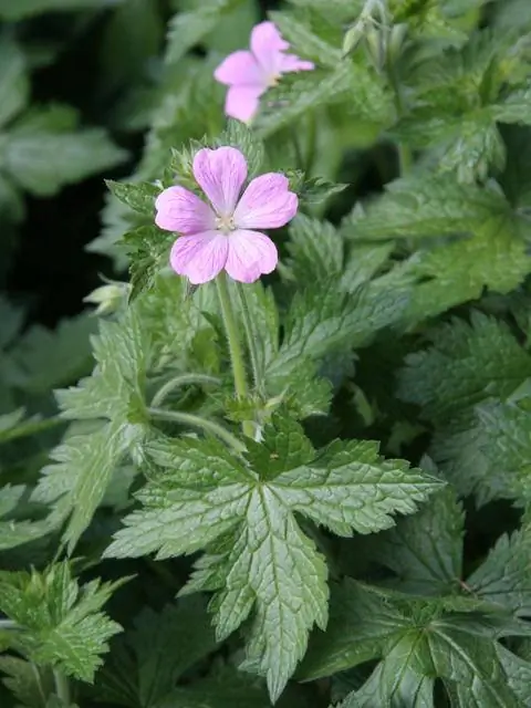 Пиренейская герань (Geranium endressii)