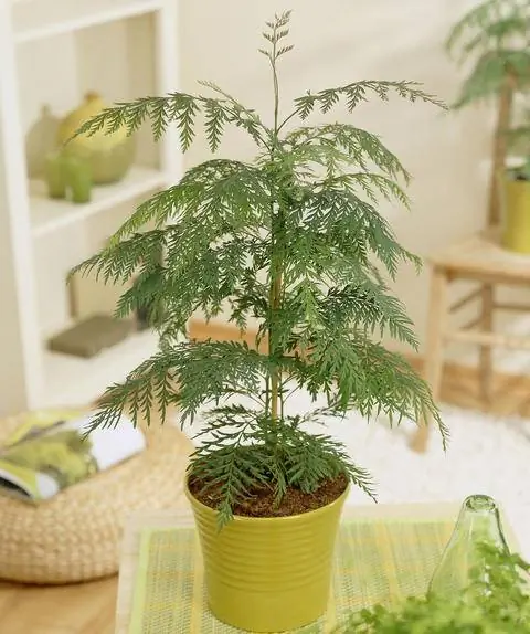 Австралийский серебряный дуб, Гревиллея (Grevillea robusta) в горшке Австралийский серебряный дуб, Гревиллея (Grevillea robusta) в горшке