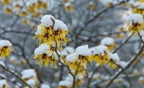 Цветы Hamamelis mollis зимой