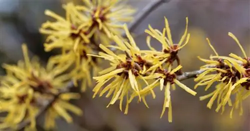 Китайский гамамелис