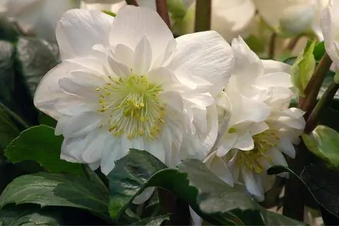 Рождественская роза 'HGC Snow Frills'