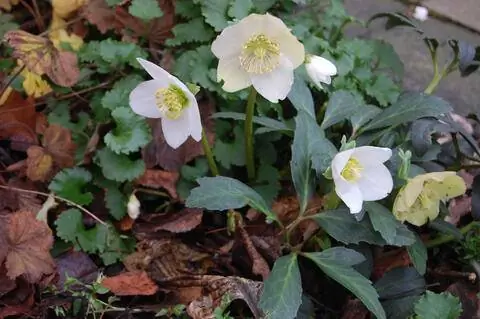 Рождественская роза