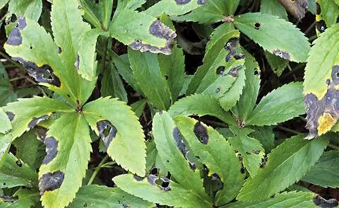 Болезнь черной пятнистости у Helleborus