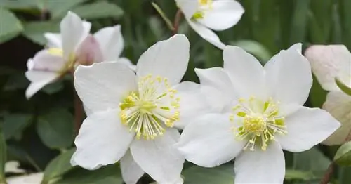 Рождественская роза, снежная роза