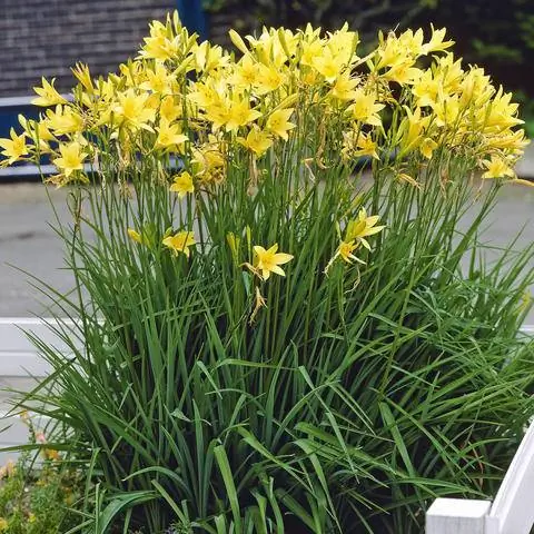 Желтый лилейник