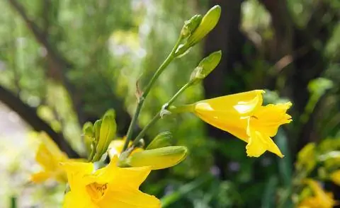 Желтые бутоны лилейника