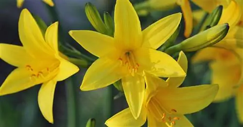 Лилейник желтый