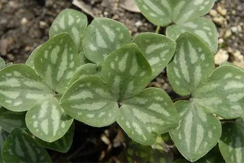 Hepatica nobilis var. pyrenaica