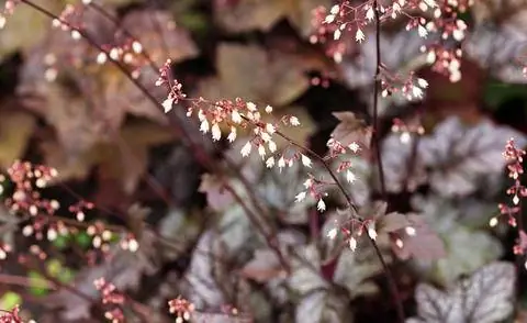 Цветы Heuchera micrantha