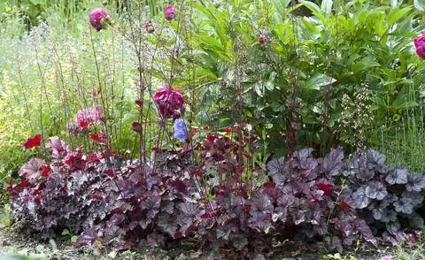 Гибриды Heuchera micrantha и пионы