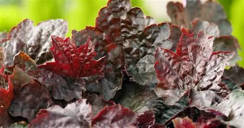 Мелкоцветковые пурпурные колокольчики