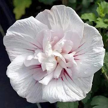 Гибискус Китайский шифоновый цвет